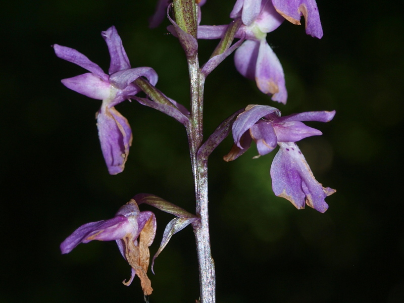 Orchis mascula subsp. speciosa